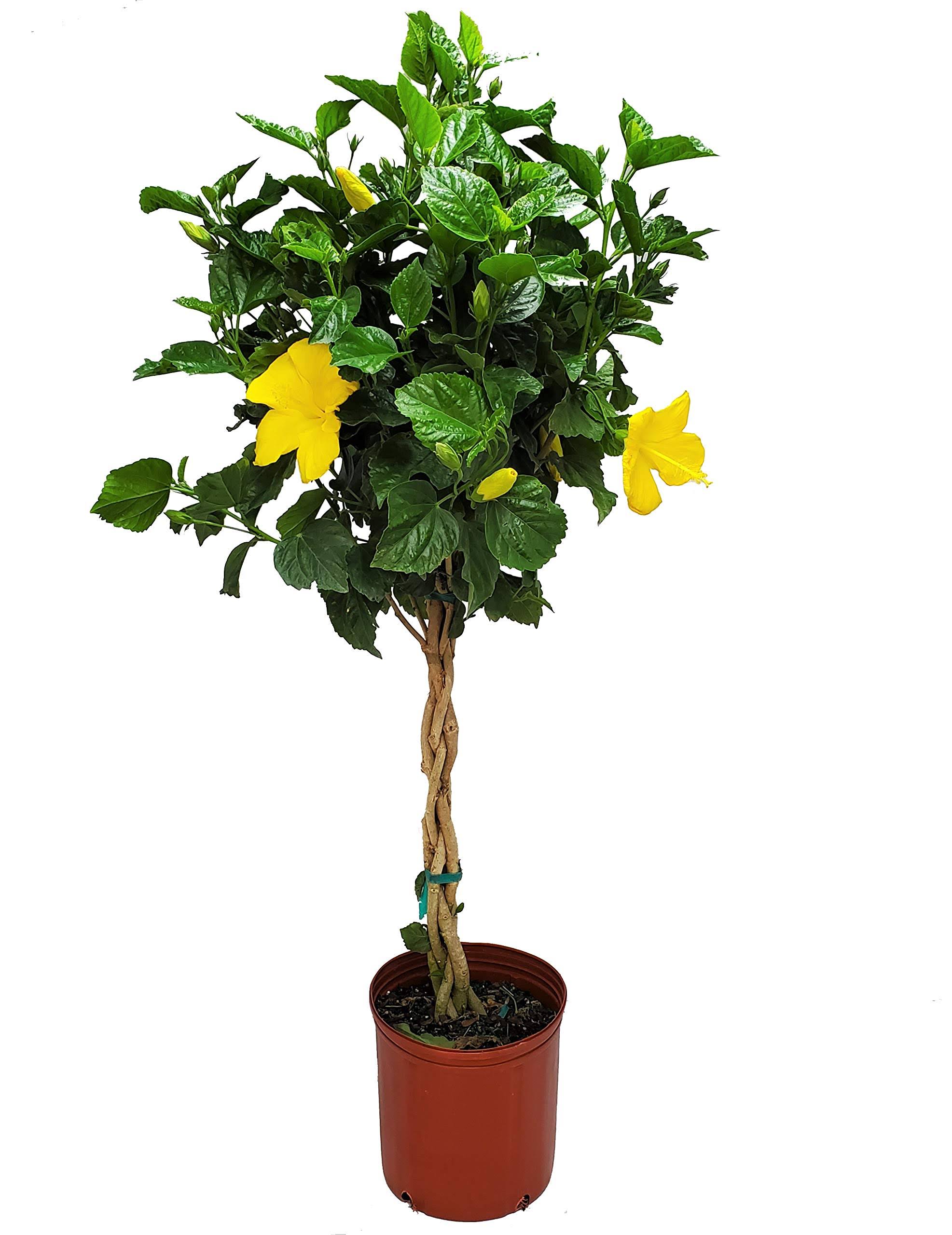 Braided Live Hibiscus Tree - Double Peach Flower - Tropical Plants of Florida - Overall Height 38
