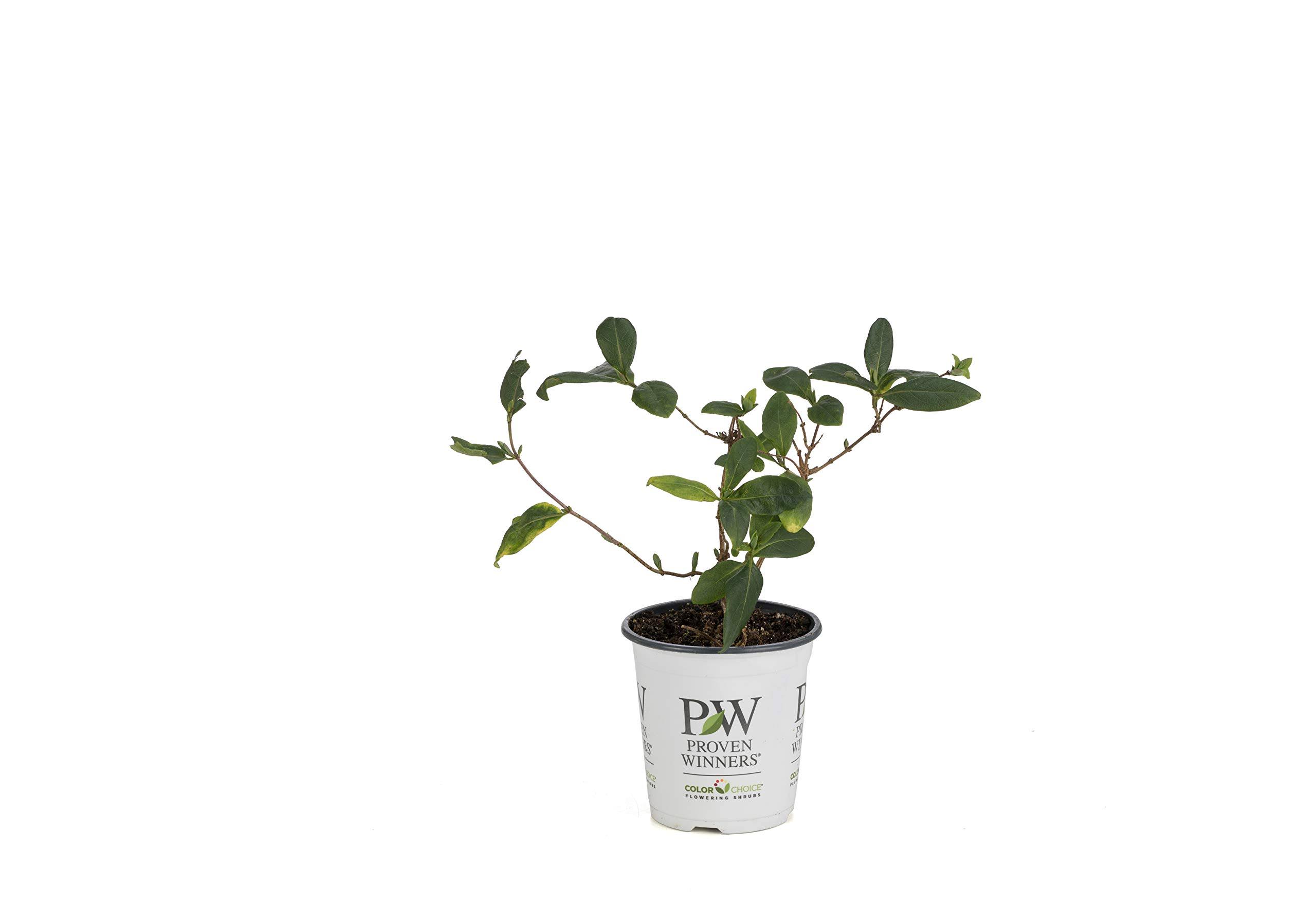 Proven Winners Scentsation Honeysuckle (Lonicera) Live Shrub, Yellow Flowers and Red Berries, 4.5 in. Quart