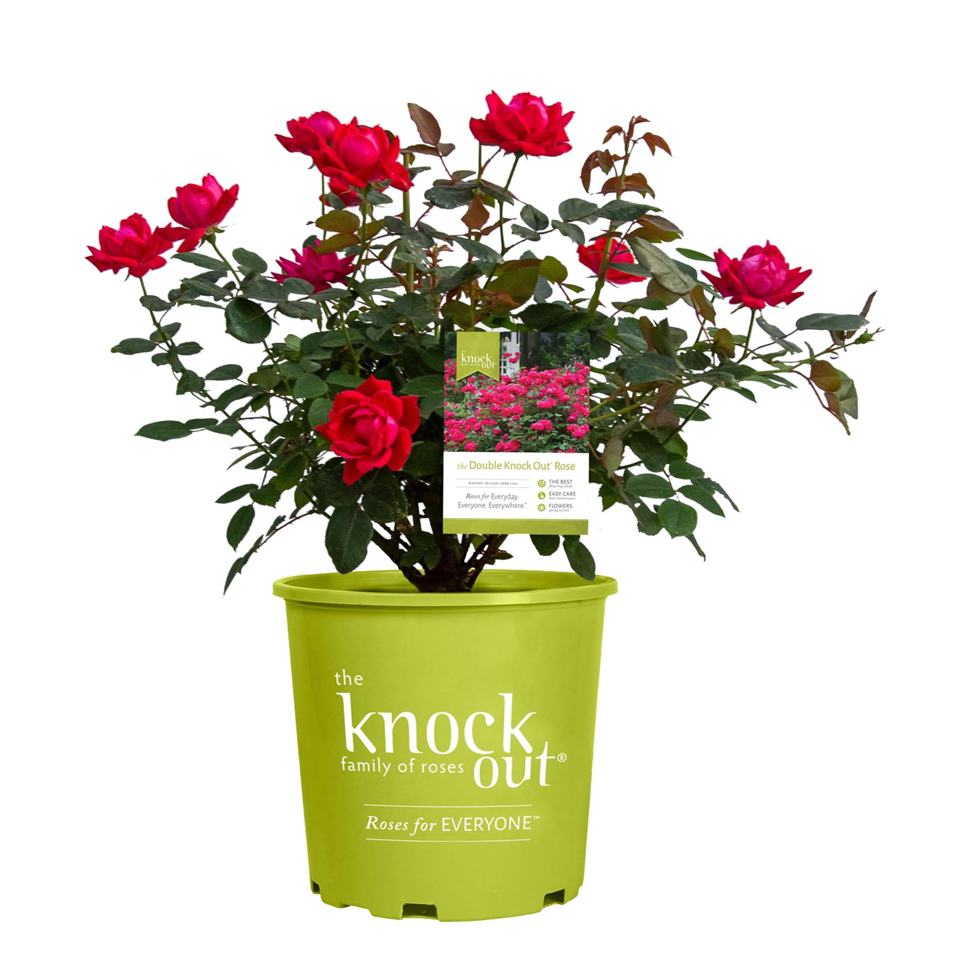 Knock Out 2 gal. Double Rose Plant with Red Flowers