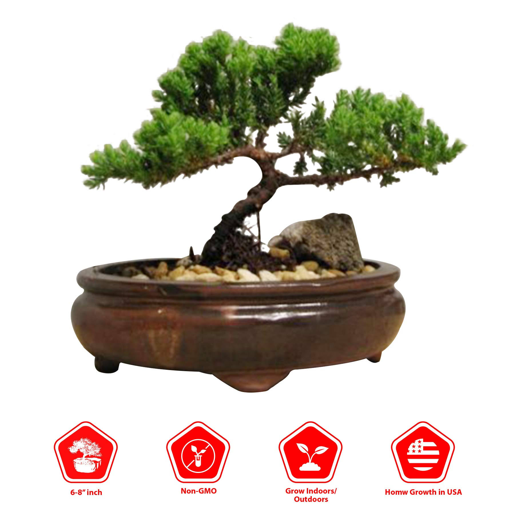 9GreenBox - Juniper Tree Bonsai Best Gift