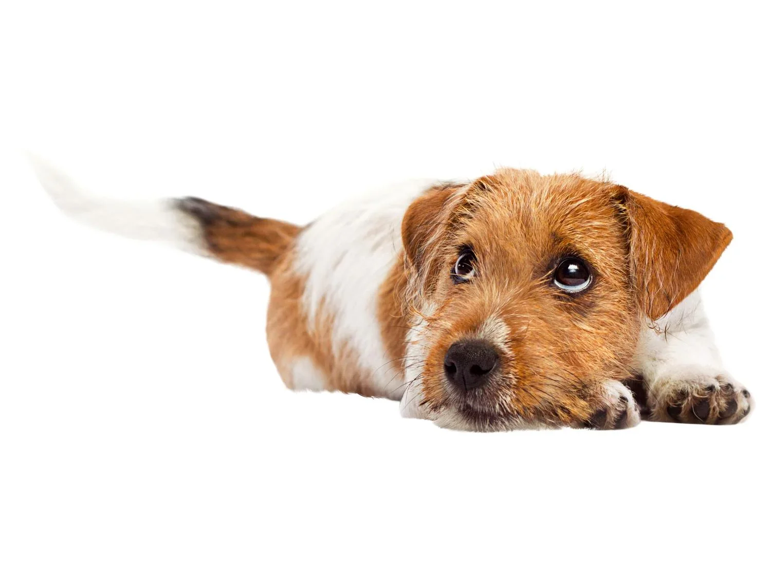 zoofari Panier pour chien
