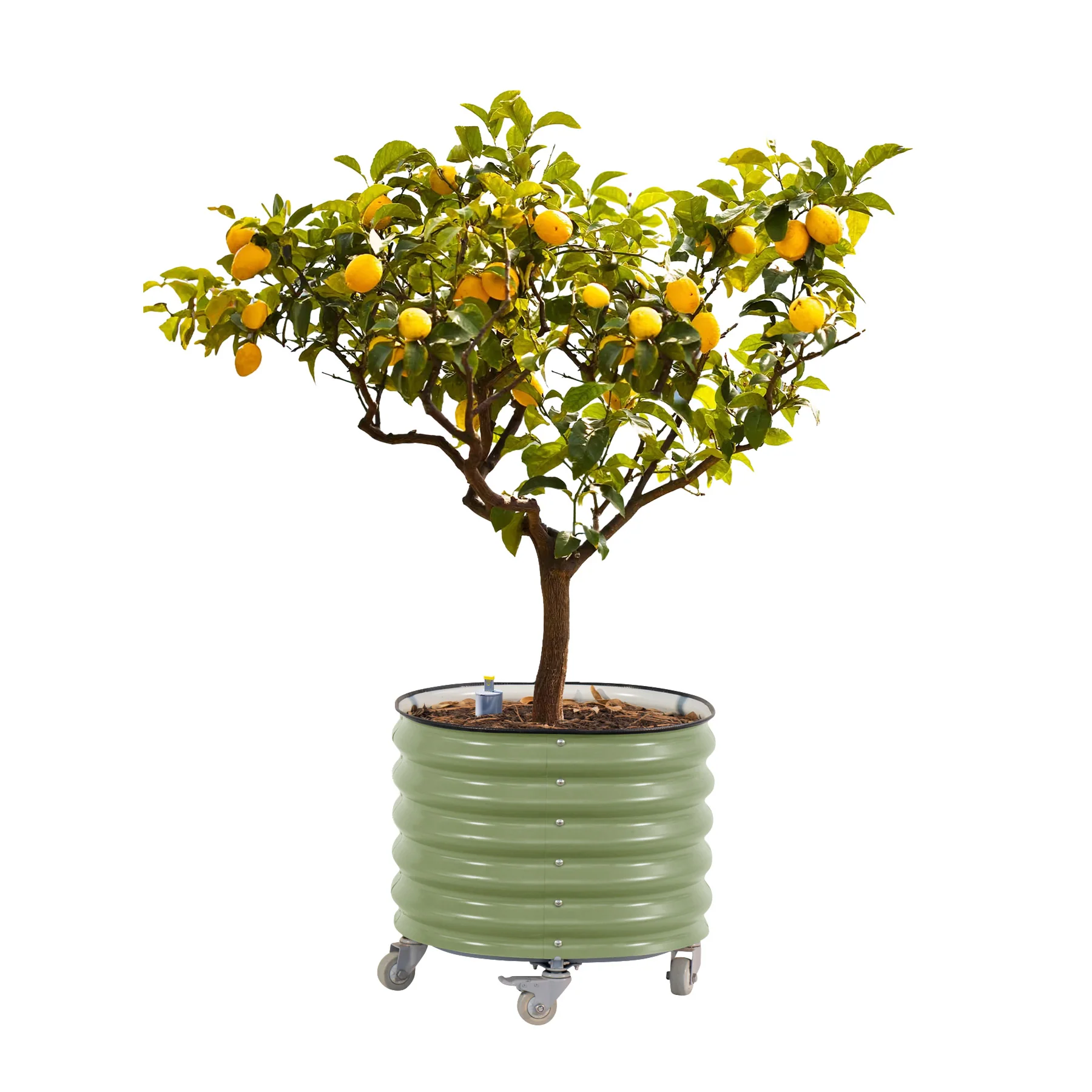 Vego Garden Self-Watering Rolling Citrus Tree Planter
