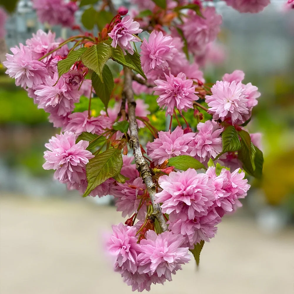 Weeping Extraordinaire Cherry Tree, 4-5 ft. No Shipping to AZ, CA, CO, OR, WA(4-5 ft.) - Image 3