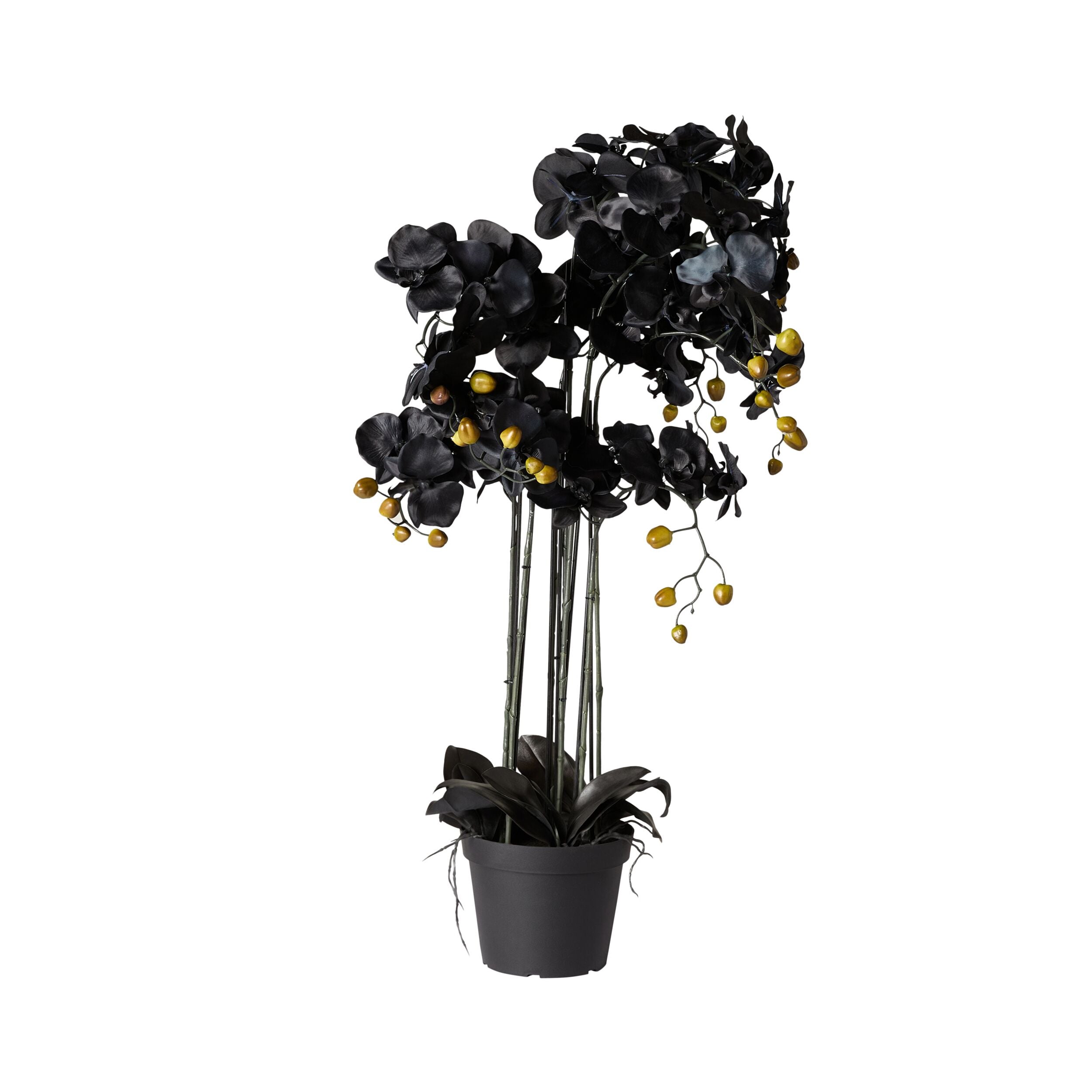 Fiore Black Orchid 8 Stems 90cm