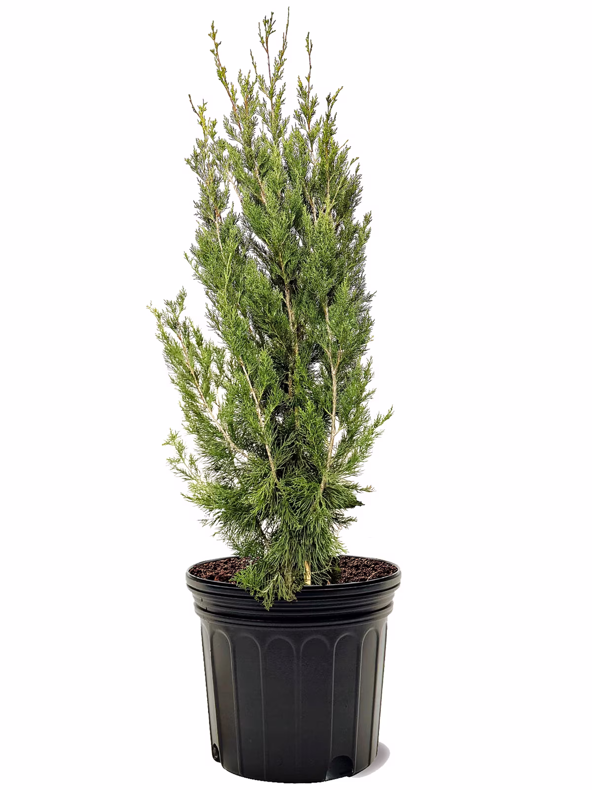 Expert Gardener 3-4 ft. tall Carolina Sapphire Cypress Live Tree in 7-Gallon Grower Pot