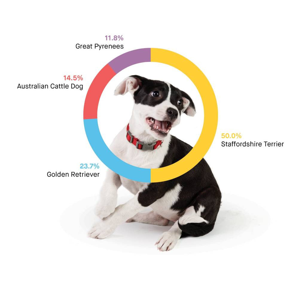 Test ADN canin Embark, kit d'identification de race