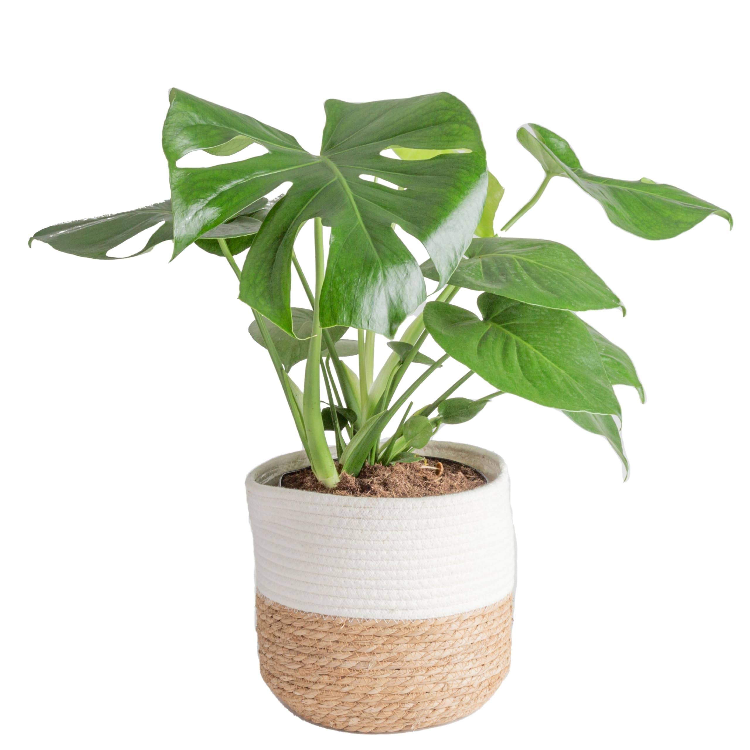 Costa Farms Swiss Cheese Monstera Deliciosa, Indoor Plant in in Decor Planter, 2 to 3-Feet Tall, White-Natural