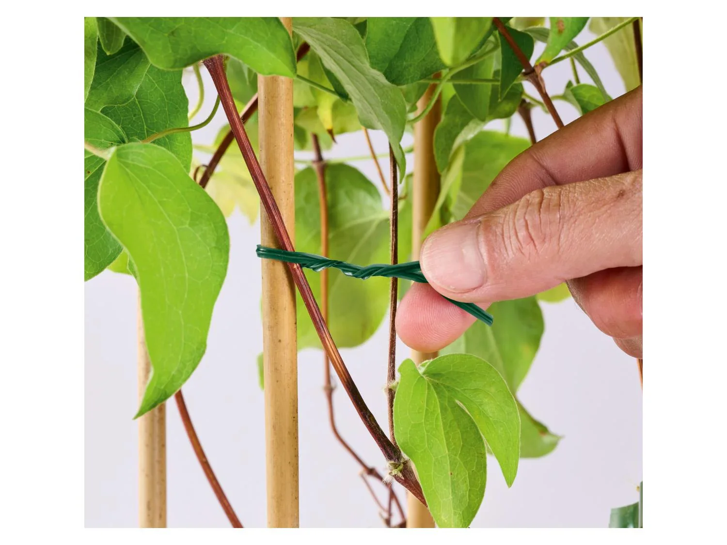 PARKSIDE Set de supports ou fils pour plantes