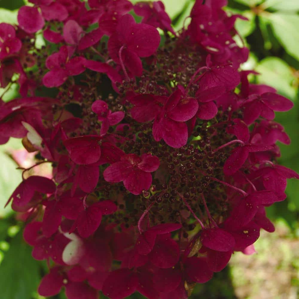 VanZyverden Hydrangea Fire and Ice 4