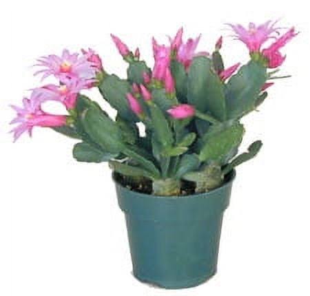 Expert Gardener 15.68oz Spring Cactus