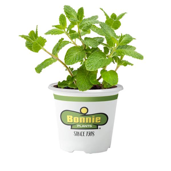 4-Gallon Organic Combo Snapdragons