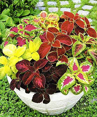 Seeds Coleus Bluma Flowers Mix Flowers for Planting Ukraine