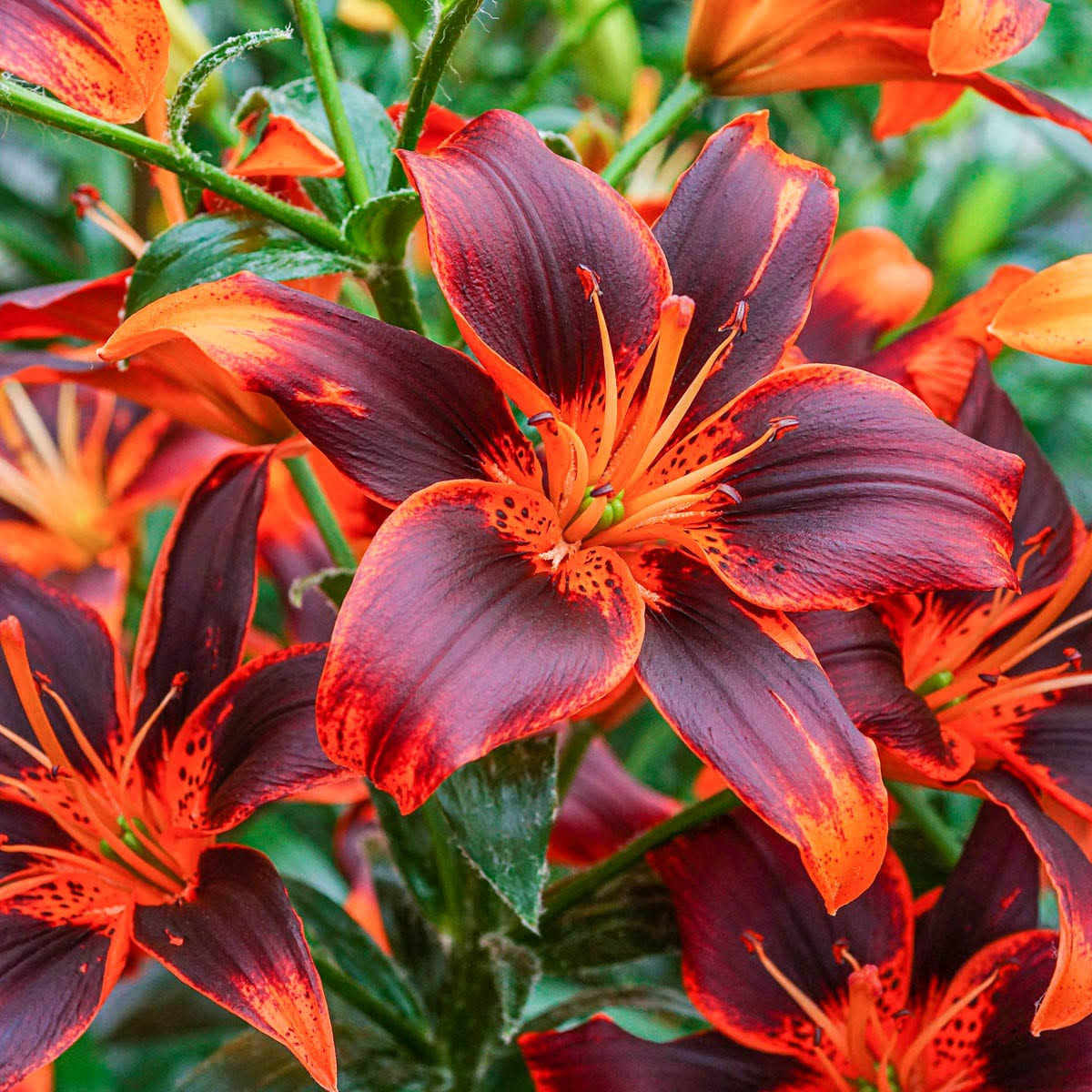 Forever Susan Asiatic Lily Bulbs, Orange Colored Flowers (3-Pack) Breck's