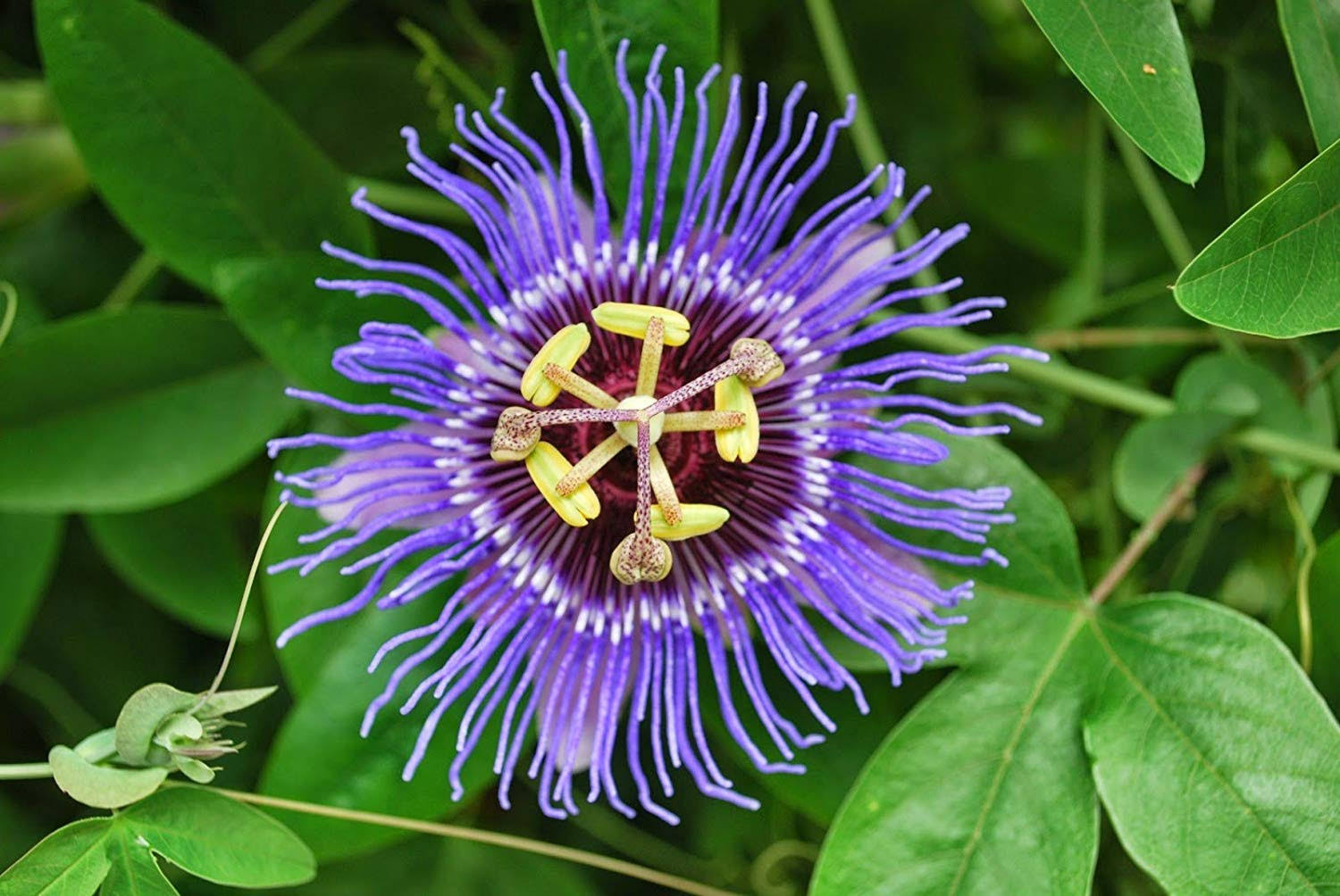 Passiflora Incarnata Seeds. Aka Purple Passion Flower/Maypop, This Exceptional Fast-Growing Perennial Vine Can Survive Winter Freeze (200, Seeds)