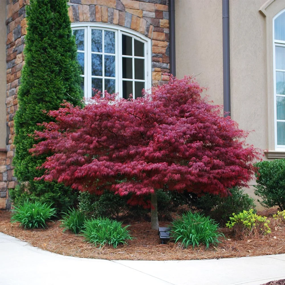 Red Dragon Japanese Maple Tree, 1-2 ft. No Shipping To AZ(1-2 ft.) - Image 3