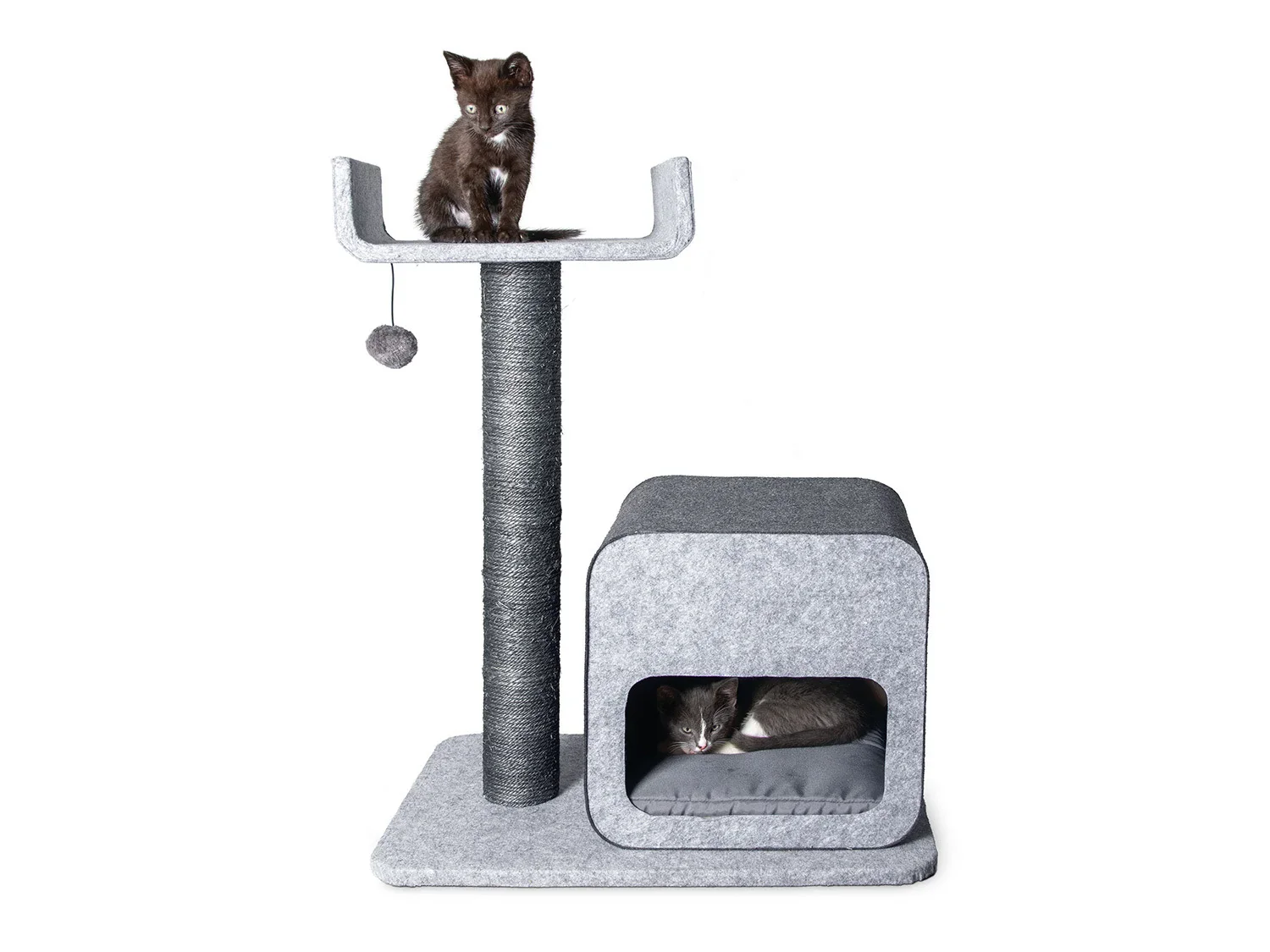 Karlie Arbre  chat, gris