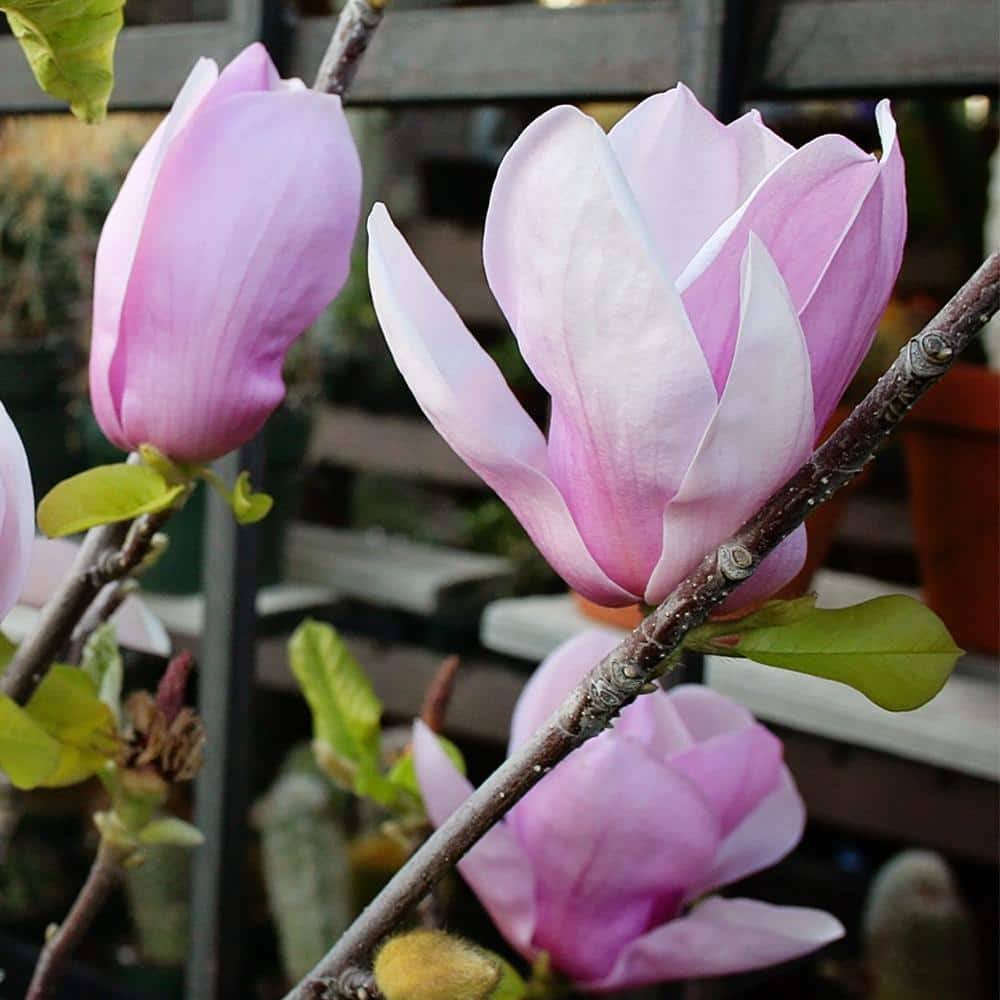 Alexandrina Japanese Magnolia Pink Flowering Decidiuous Ornamental Tre
