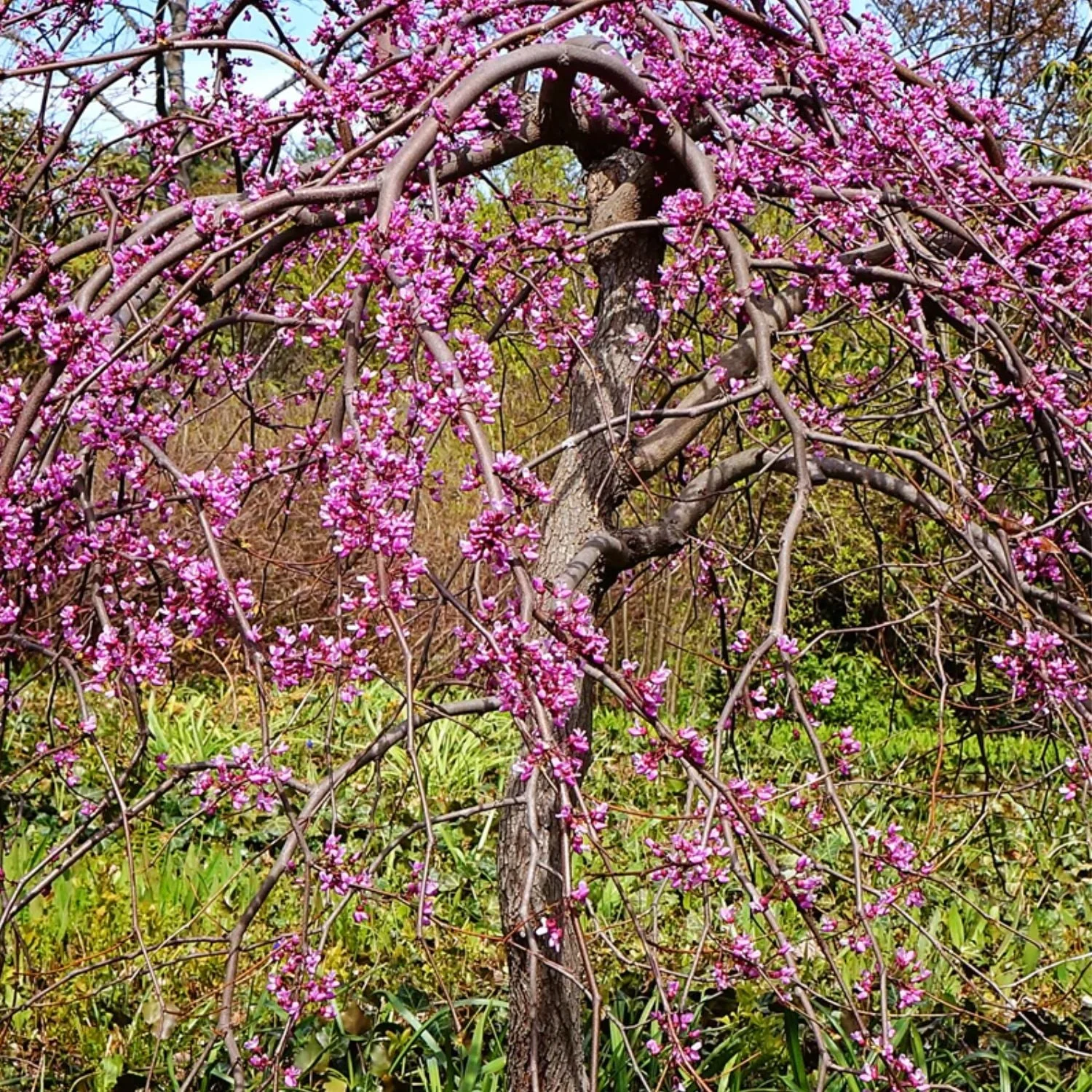 Expert Gardener 3 - 4 Ft. Tall Weeping Ruby Falls Redbud Live Tree in 7 - Gallon Grower Pot