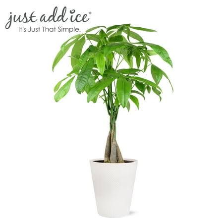 Just Add Ice 14 inch Tall Money Tree Live Plant in 5 inch Decorative Fiber Clay Pot, House Plant, Size: 721 ml