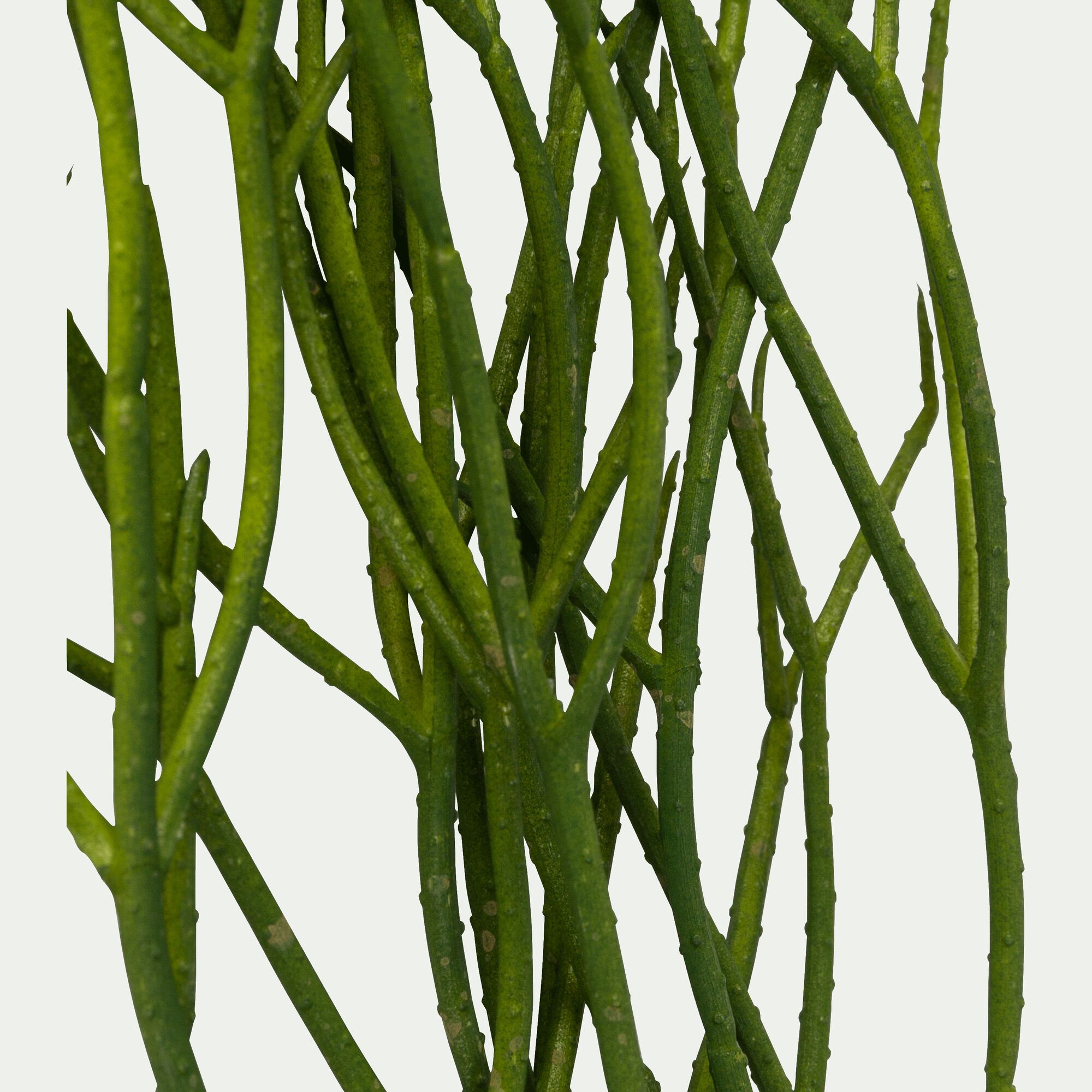 RHIPSALIS - Plante artificielle tombante - vert H60cm