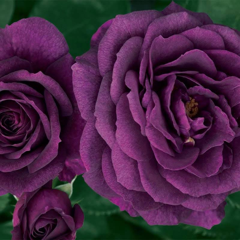 Spring Hill Nurseries - Ebb Tide Floribunda Rose Live Bareroot Plant with Purple Flowers 1-Pack
