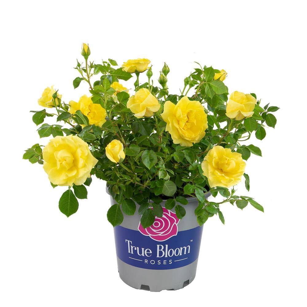 Altman Plants 8-Quart in Pot Yellow True Bloom True Friendship Rose | 0872514