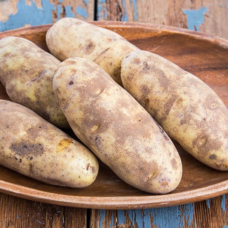 Seed Potato Russett Burbank (2 lbs. Pack)