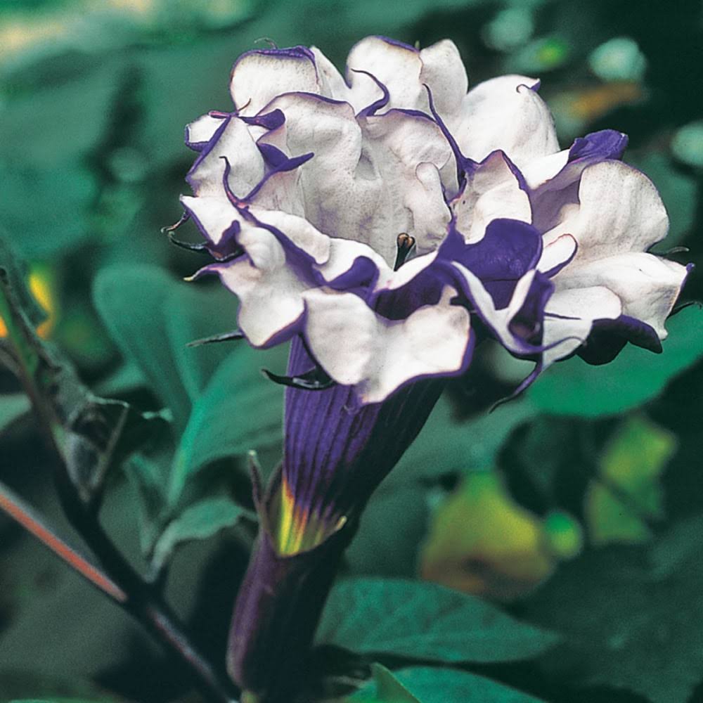 Gardens Alive! Purple Angel Trumpet (Datura) Perennial Plant in 1-Pack Bareroot | 61696
