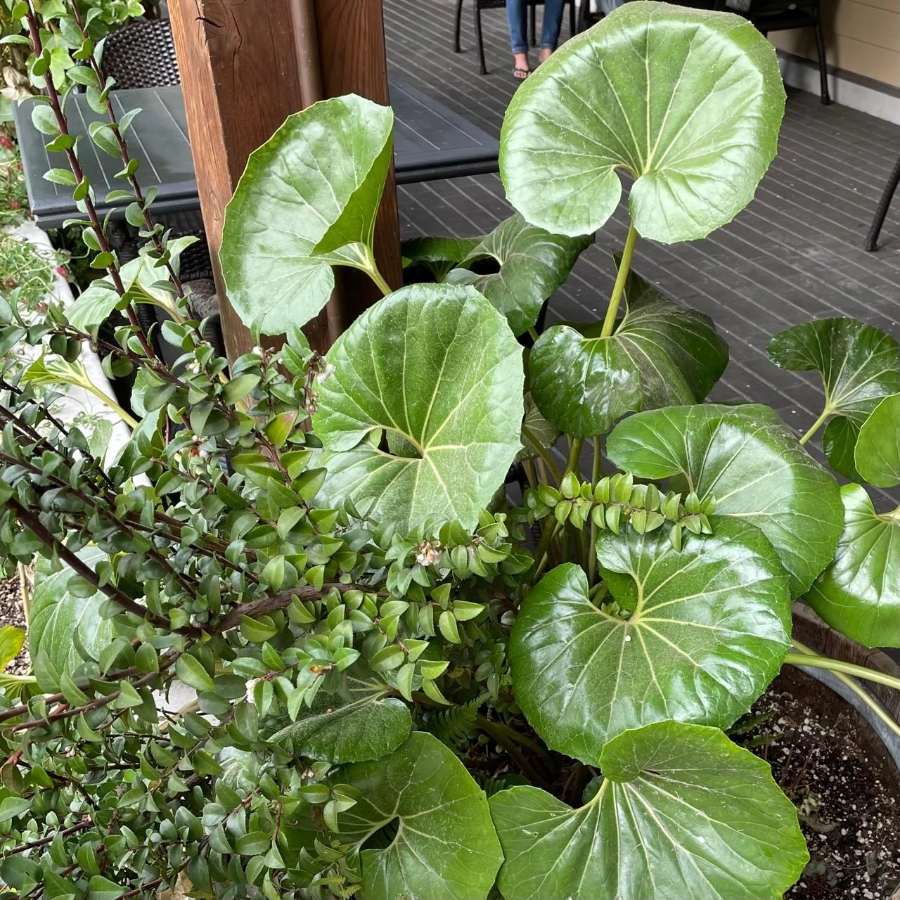 Gigantea Leopard Plant-Perennial-Attracts Pollinators 10" Pot - Image 4