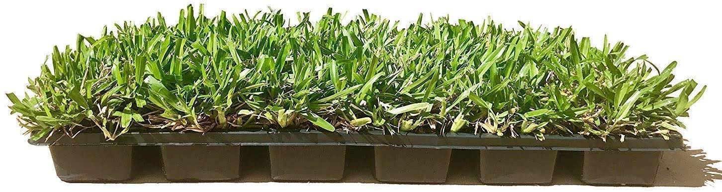 St. Augustine 'Seville' Sod - 36 Live Plugs - Drought, Salt & Shade Tolerant Turf Grass