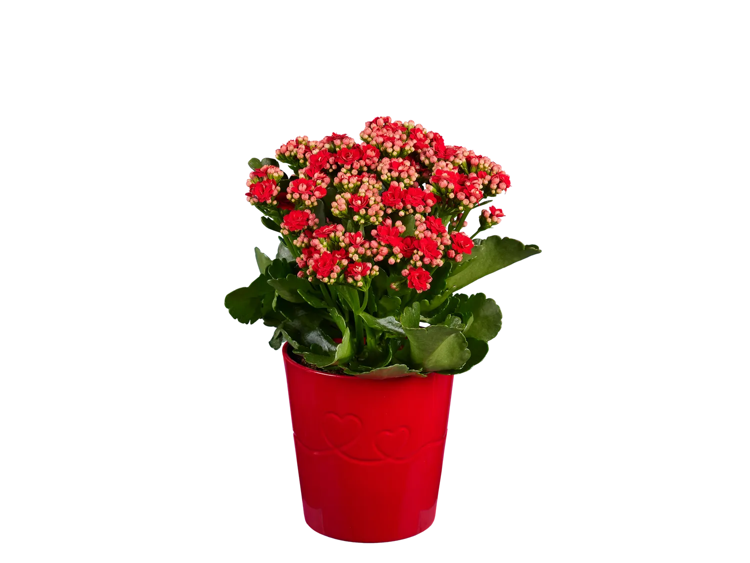 Rosier ou kalancho en pot cramique