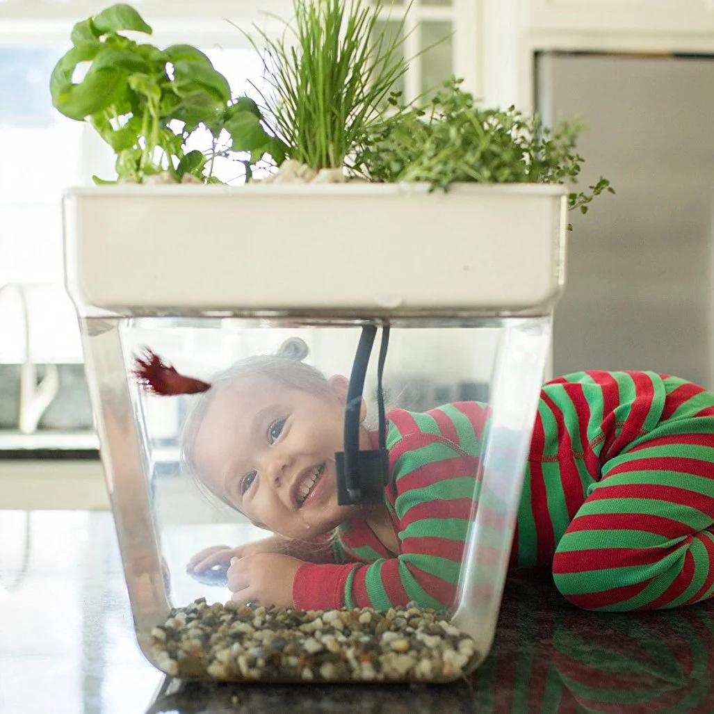 3 Gal. Self-Cleaning Aquaponic Water Garden Fish Tank Aquarium(Online Only) - Image 2