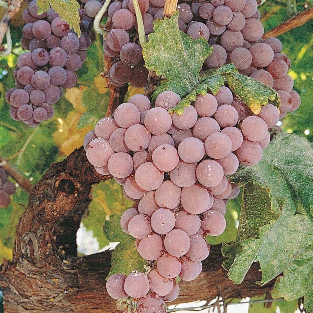Gardens Alive! Grape Reliance Pink (Bareroot) 08499