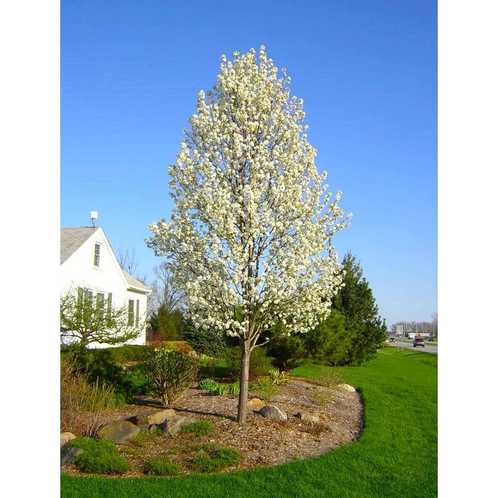 Lowe's Cleveland Flowering Pear Bare-root Tree | FLPR001