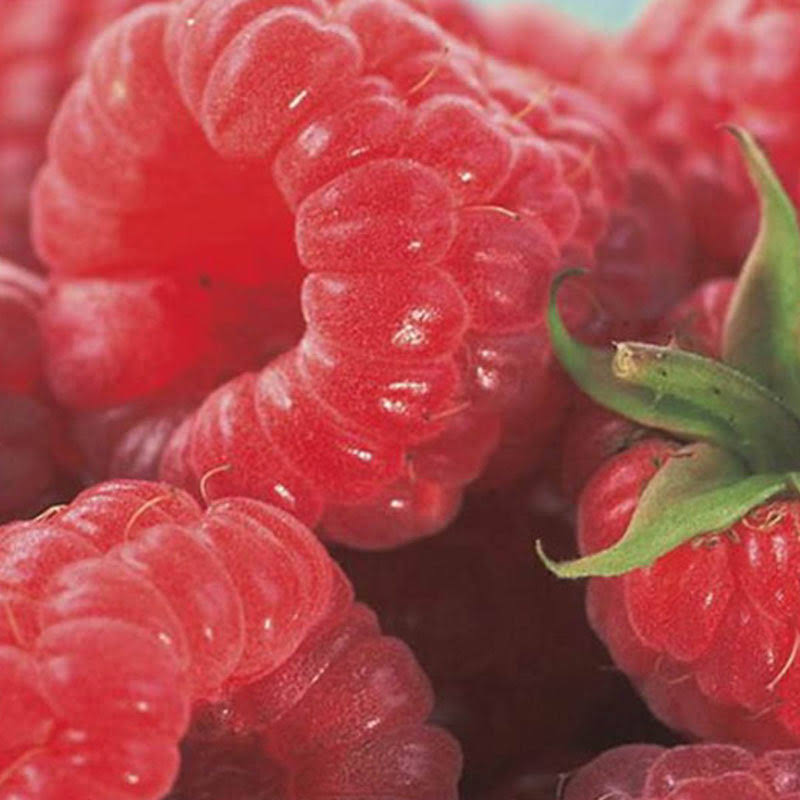 Gardens Alive! 1-Pack Raspberry Caroline (Bareroot) | 80897