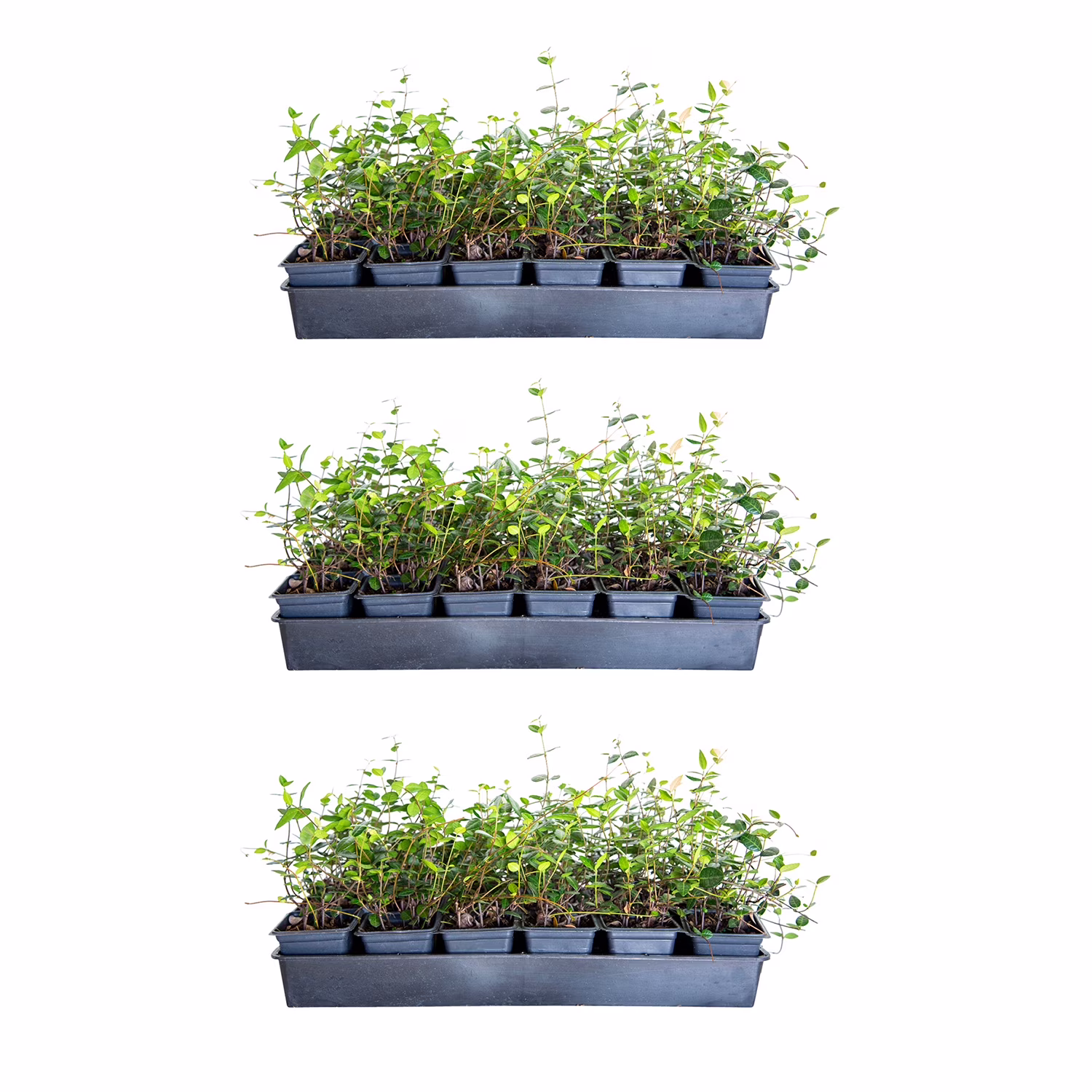 Asiatic Jasmine 54 Pack (3.25 In. Pots) Evergreen Groundcover Vine Full Sun Live Outdoor Plant
