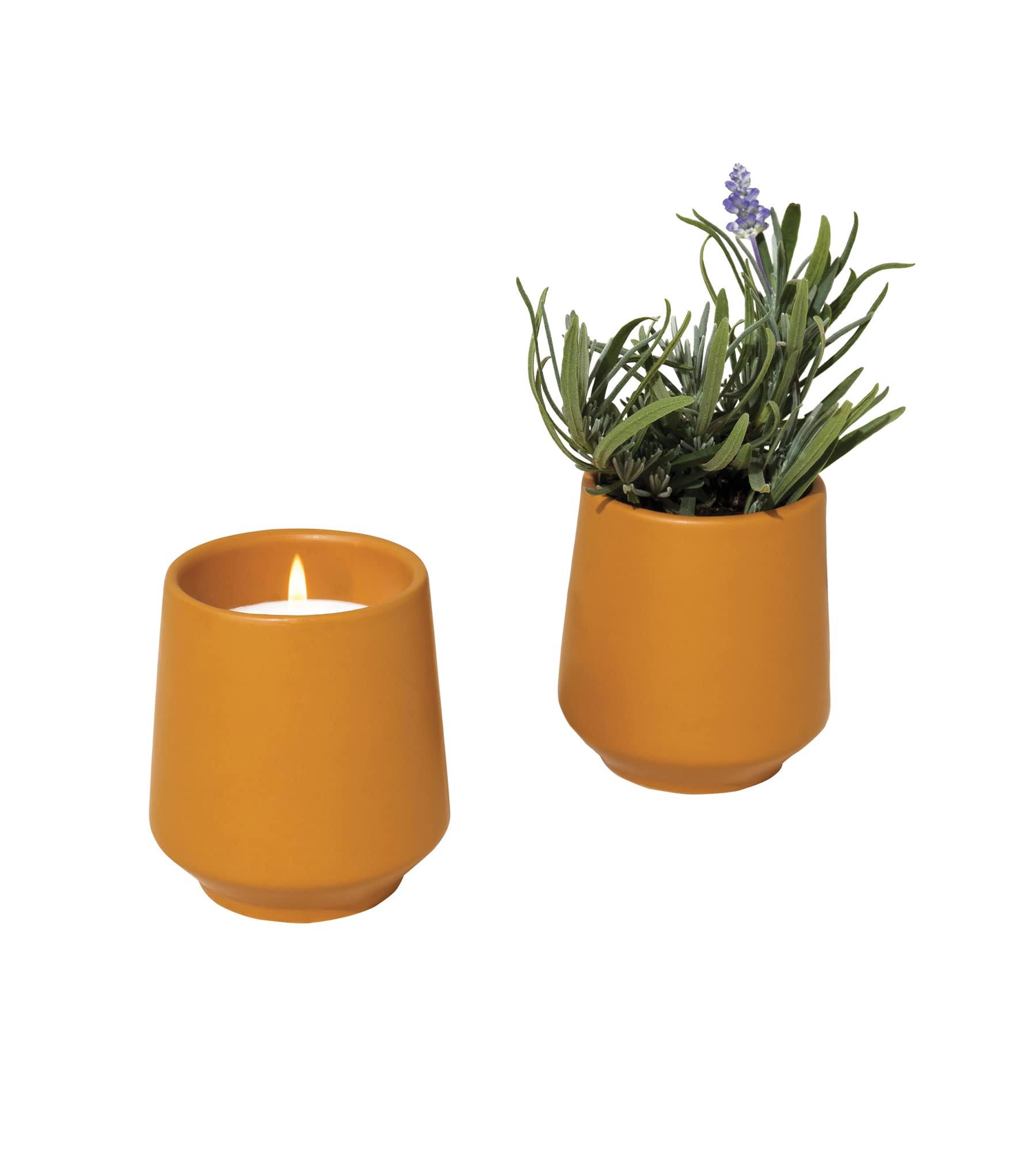 Modern Sprout Rooted Candle