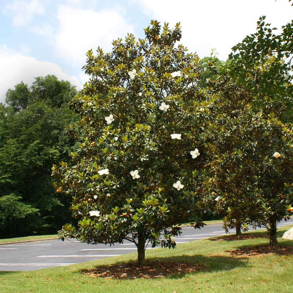Little Gem Magnolia Tree, 3-4 ft. No Shipping To AZ,OR(3-4 ft.) - Image 5