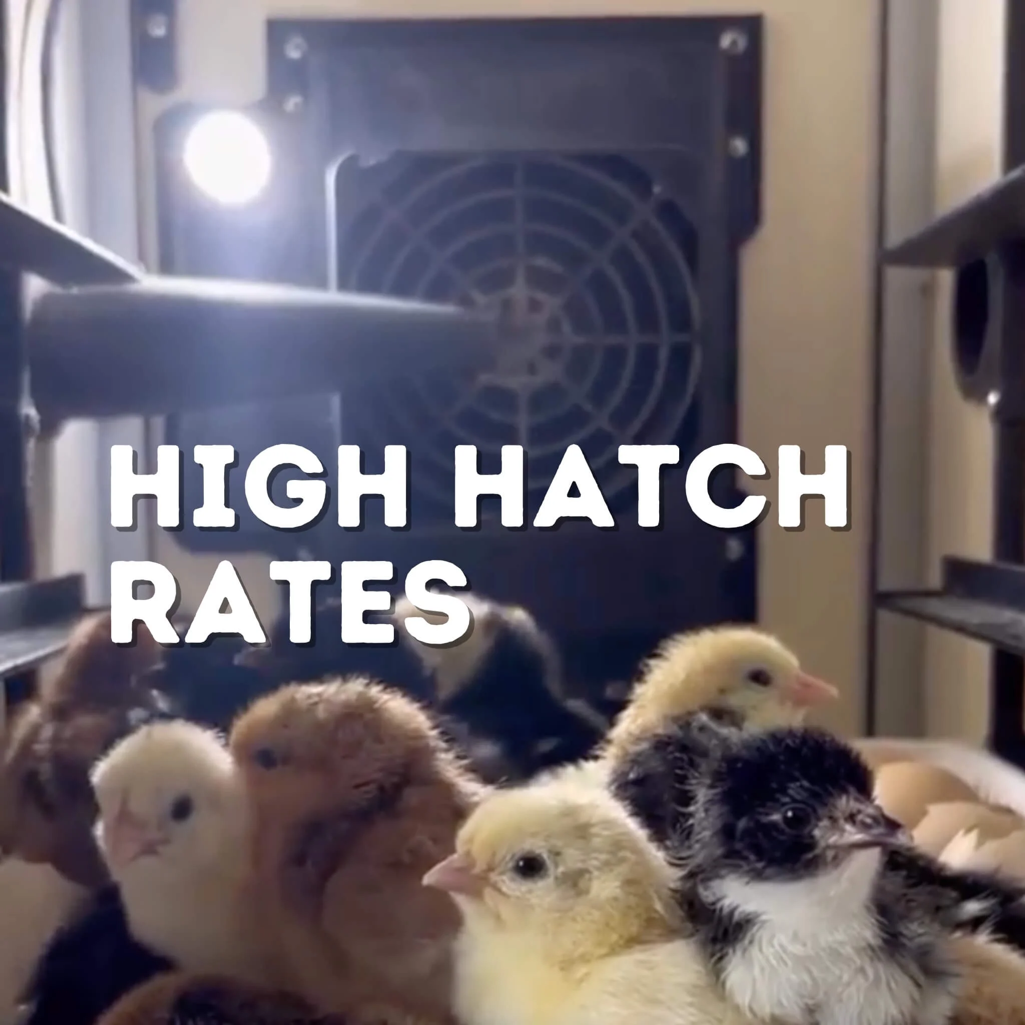 CT180SH Egg Incubator with Automatic Egg Turning Perfect Humidity Controls, Set Forget Design, Cabinet Incubators for Hatching Eggs, Incubate and Hatch 180 Chicken Eggs | Hatching Time - Image 7