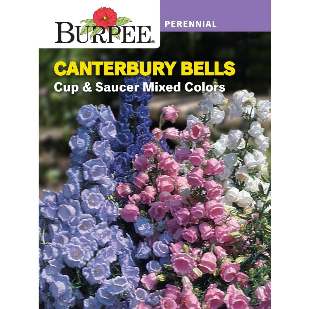Burpee Cup & Saucer Mixed Colors Canterbury Bells Flower Seed, 1-Pack