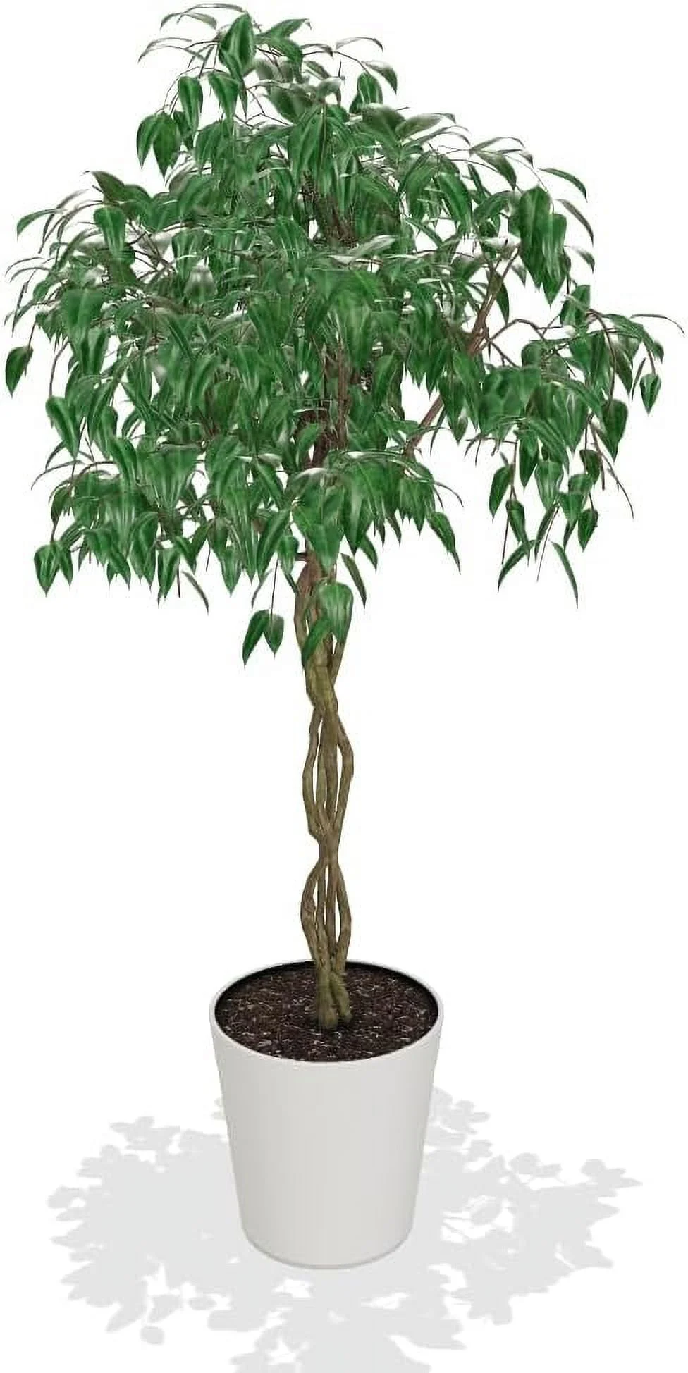 Braided Benjamina Ficus Tree, 3-4 ft. No Shipping to AZ, OR(3-4 ft.) - Image 6