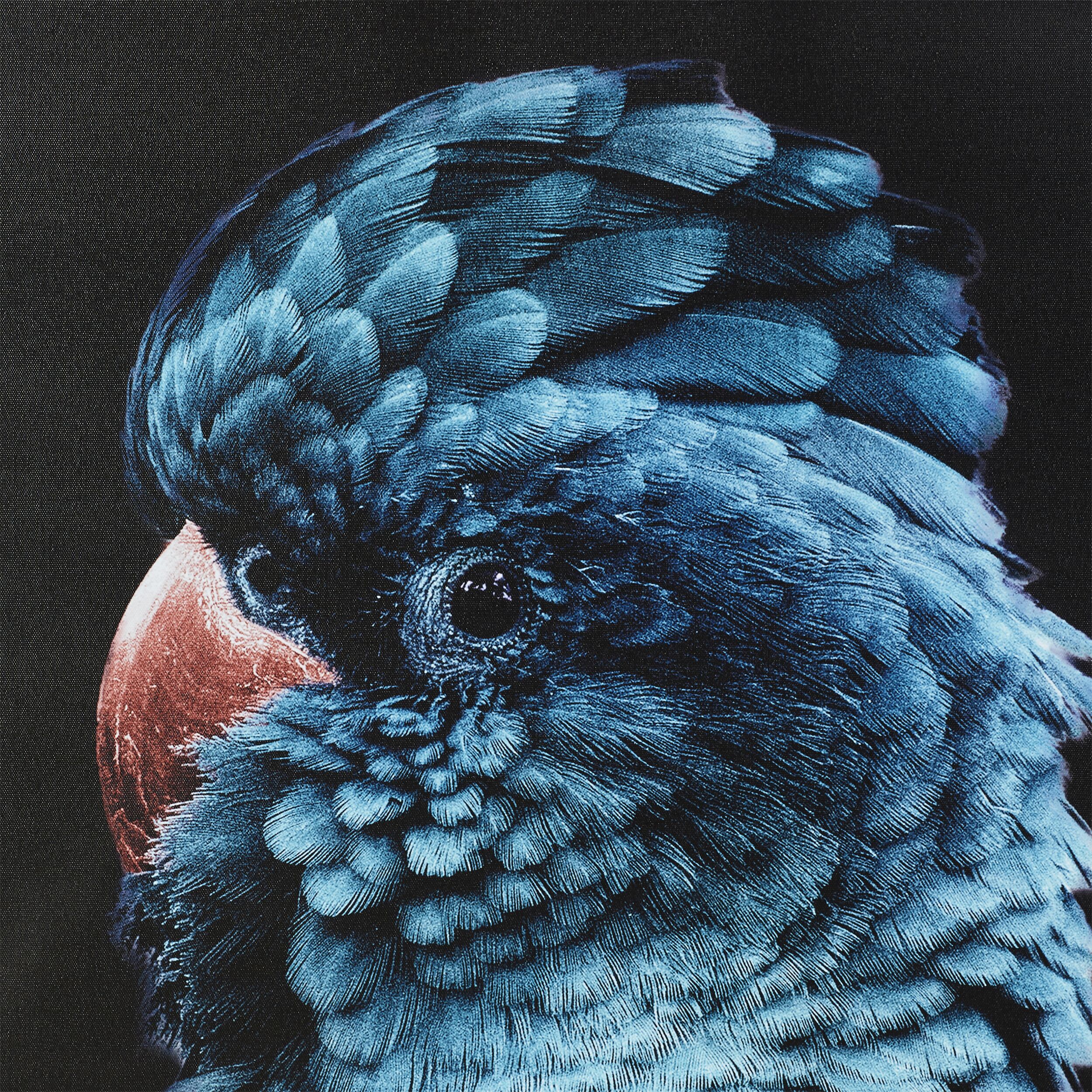 Blue Teal Charles Cockatoo Framed Print 120x80cm