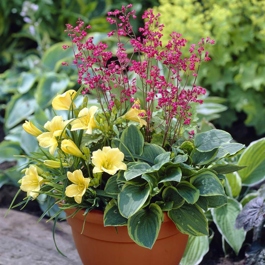 Van Zyverden Perennial Patio Container Collection Set of 3 Roots