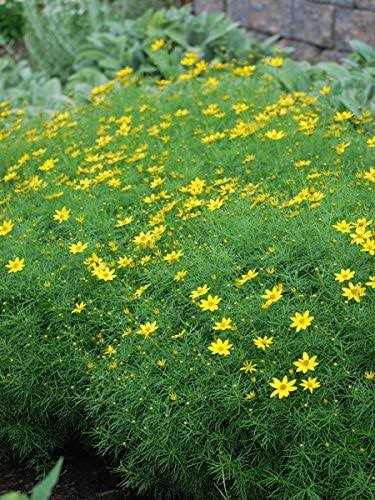 Perennial Farm Marketplace Coreopsis Verticillata Zagreb (Tickseed) Perennial, Size-#1 Container, Golden Yellow Flowers
