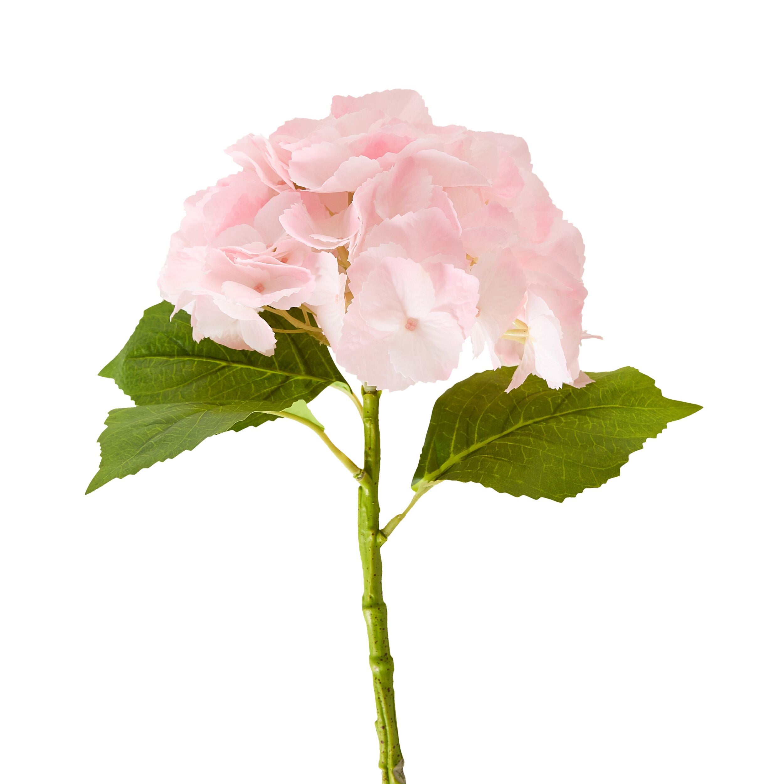 Bloomery Hydrangea Stem Soft Pink 56cm