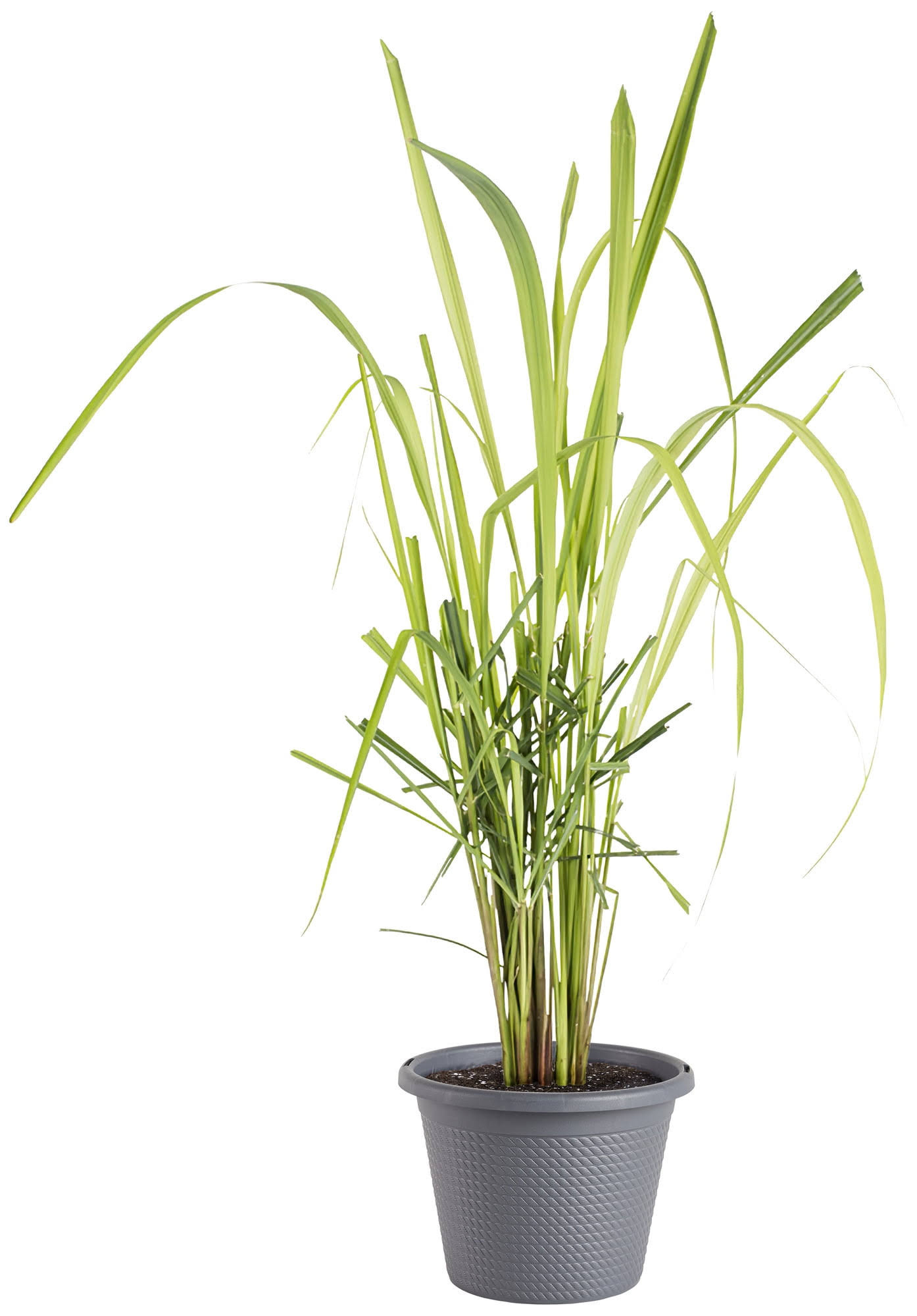 Bonnie Plants Lemongrass, Live Plant, Ornamental Grass, 8 in.