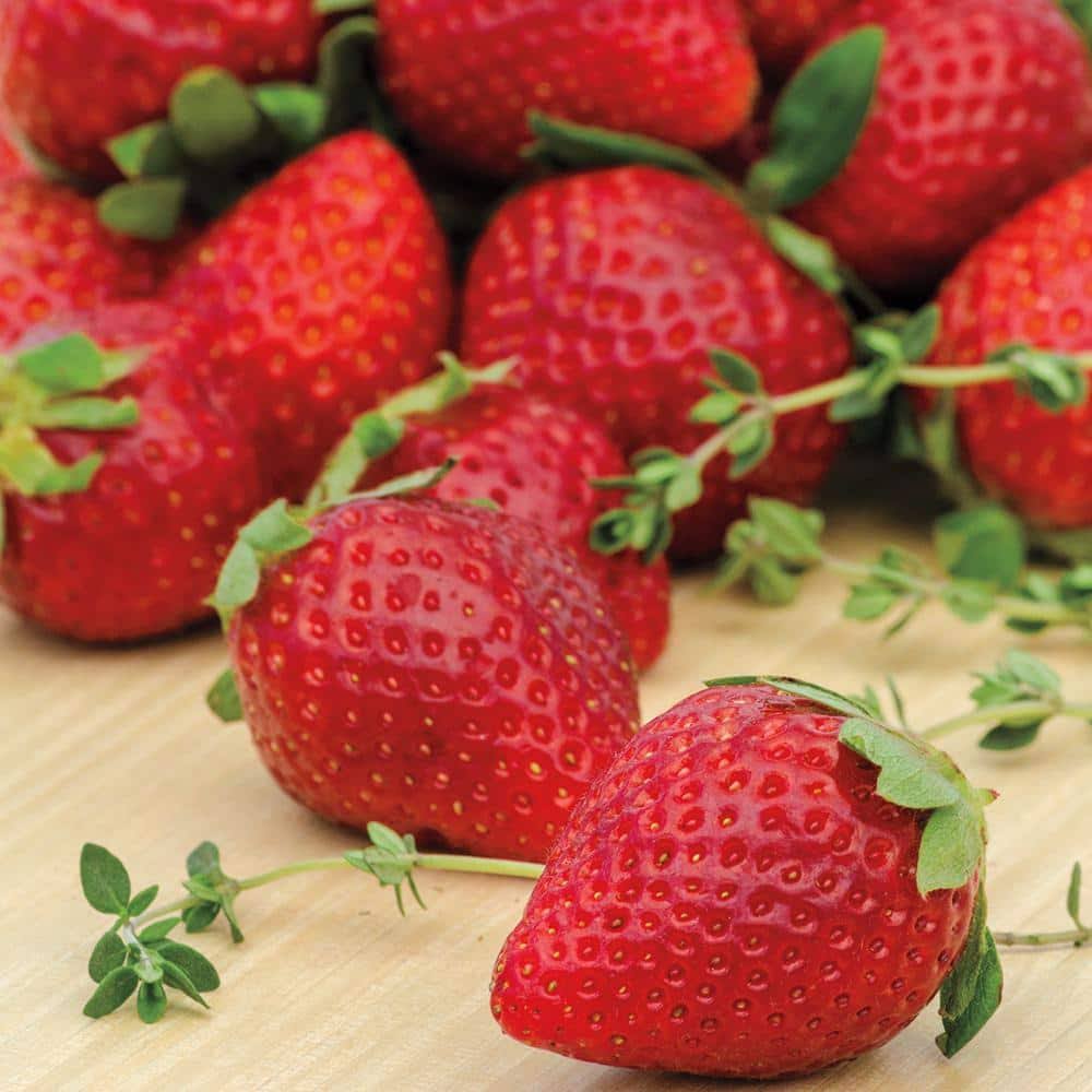 Ozark Beauty Strawberry Plants (25-Pack)