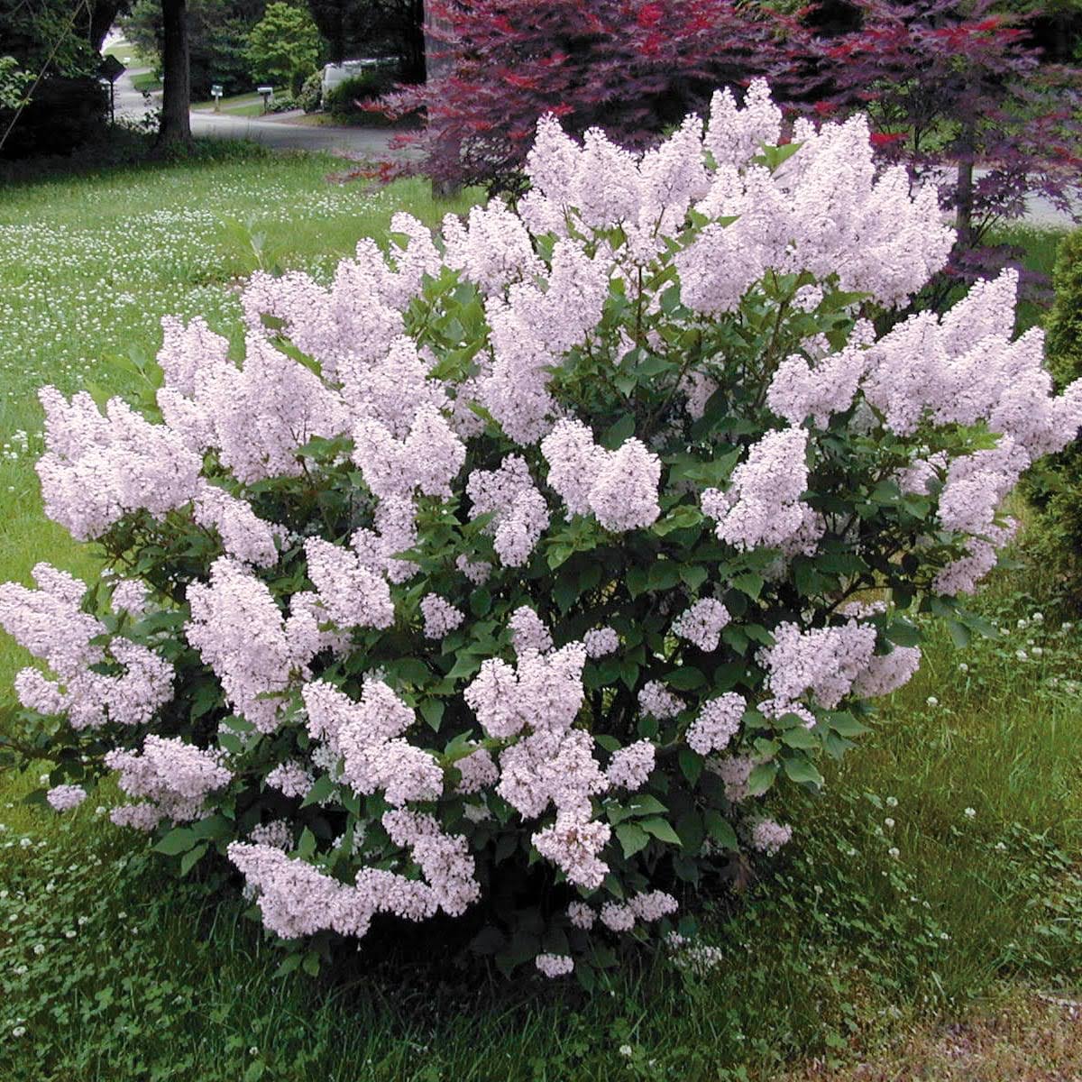 Miss Kim Lilac Dormant Bare Root Flowering Starter Shrub (1-Pack)