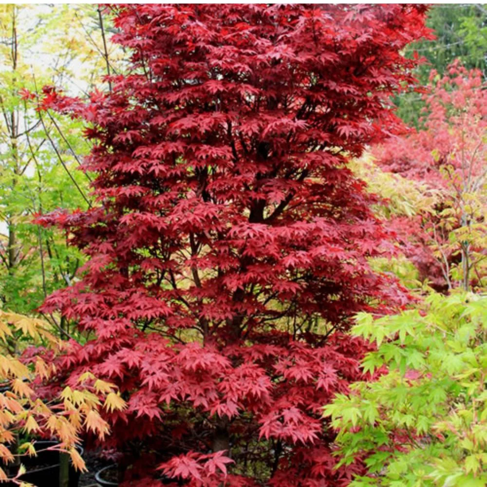 Expert Gardener 3 - 4' Twombly'S Red Sentinel Japanese Maple Tree in 7 Gal. Grower Pot