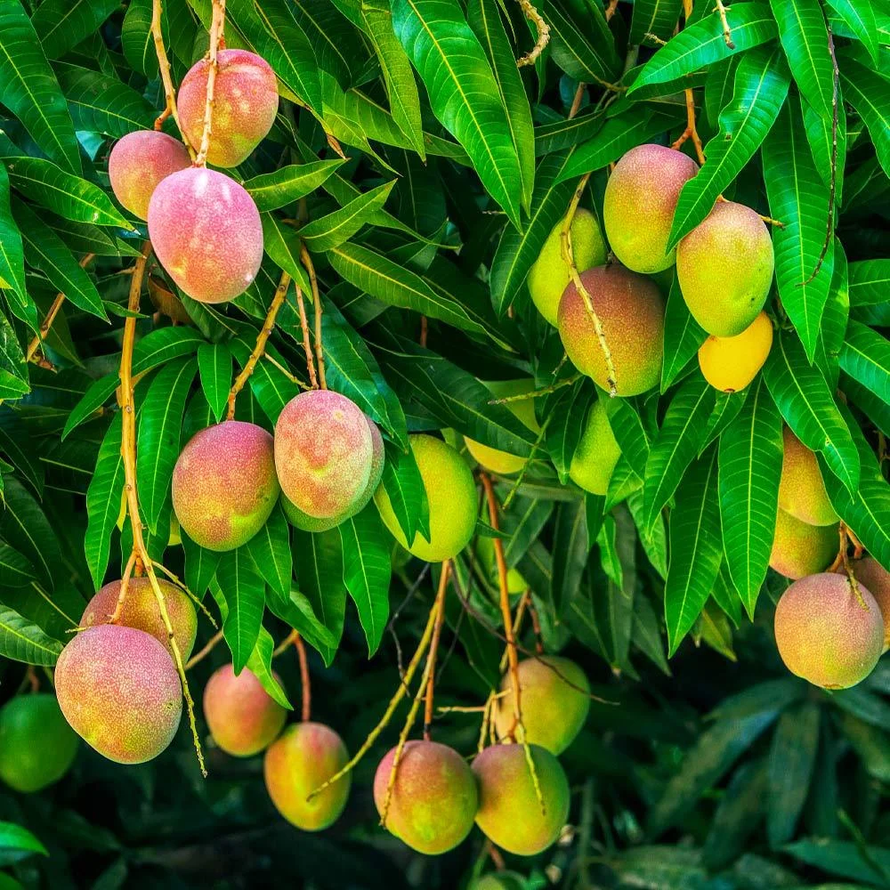 Alphonso Mango GRAFTED Tree (2 - 5 Feet Tall). Ship to All States